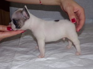 eladó foltos francia bulldog kiskutya