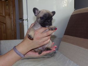 eladó sötét bézs francia bulldog kiskutya
