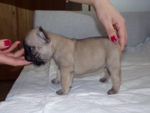 eladó sötét bézs francia bulldog kiskutya