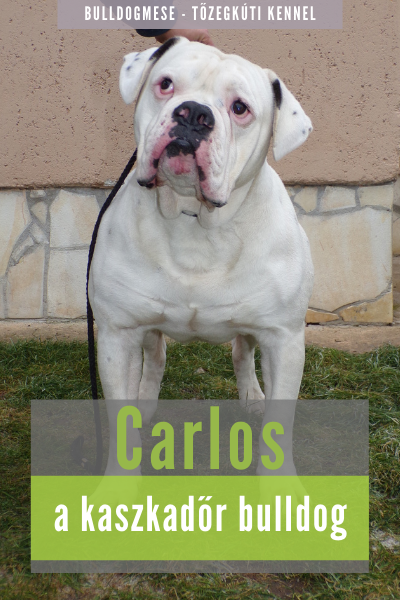 Carlos a kaszkadőr bulldog