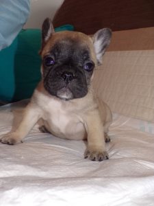 eladó sötét bézs francia bulldog kiskutya