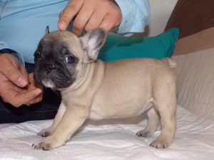 eladó sötét bézs francia bulldog kiskutya
