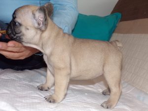 eladó sötét bézs francia bulldog kiskutya