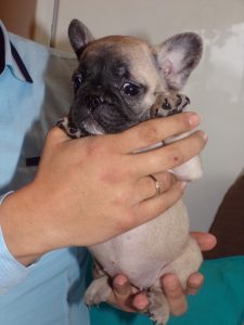 eladó sötét bézs francia bulldog kiskutya