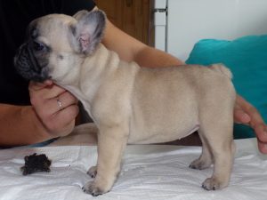 eladó sötét bézs francia bulldog kiskutya