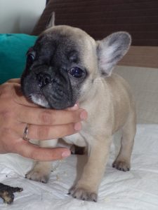 eladó sötét bézs francia bulldog kiskutya
