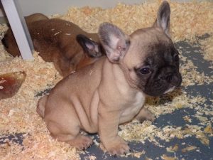 eladó sötét bézs francia bulldog kiskutya