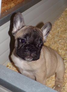 eladó sötét bézs francia bulldog kiskutya