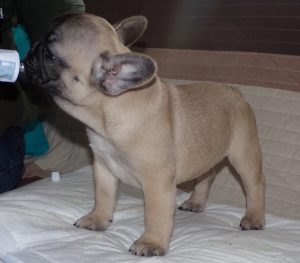 eladó sötét bézs francia bulldog kiskutya