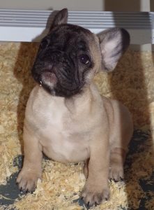 eladó sötét bézs francia bulldog kiskutya