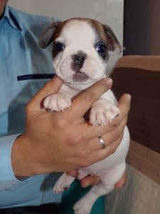 eladó foltos francia bulldog kiskutya