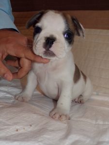 eladó foltos francia bulldog kiskutya