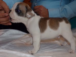 eladó foltos francia bulldog kiskutya