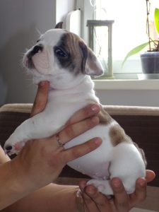 eladó foltos francia bulldog kiskutya