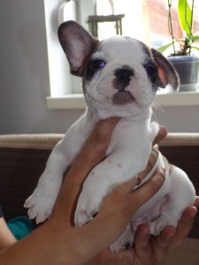 eladó foltos francia bulldog kiskutya