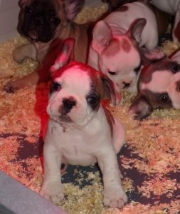 eladó foltos francia bulldog kiskutya