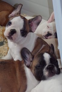 eladó foltos francia bulldog kiskutya