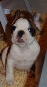 eladó foltos francia bulldog kiskutya