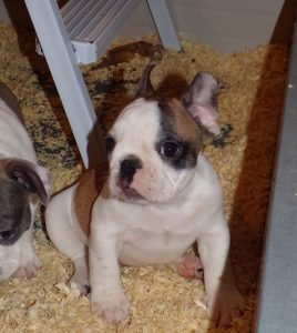 eladó foltos francia bulldog kiskutya