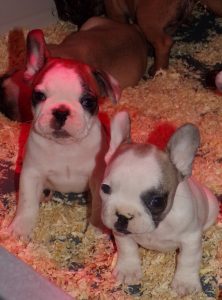 eladó foltos francia bulldog kiskutya