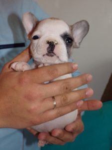 eladó foltos francia bulldog kiskutya