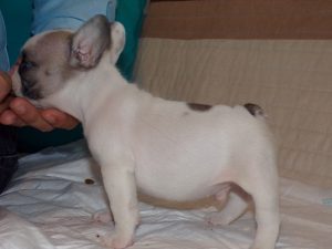 eladó foltos francia bulldog kiskutya