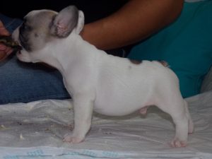 eladó foltos francia bulldog kiskutya