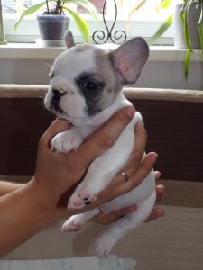 eladó foltos francia bulldog kiskutya