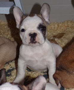 eladó foltos francia bulldog kiskutya