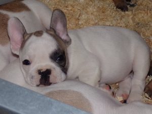 eladó foltos francia bulldog kiskutya