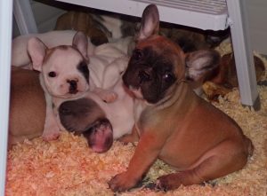 eladó foltos és sötét bézs francia bulldog kiskutya