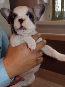eladó foltos francia bulldog kiskutya