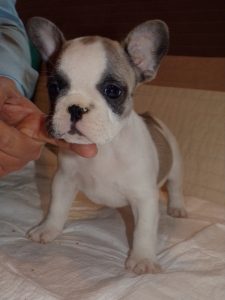 eladó foltos francia bulldog kiskutya