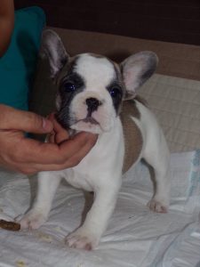 KODAK eladó foltos francia bulldog kiskutya
