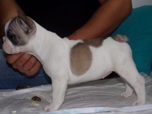 KODAK eladó foltos francia bulldog kiskutya