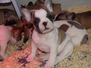 KODAK eladó foltos francia bulldog kiskutya