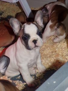 KODAK eladó foltos francia bulldog kiskutya