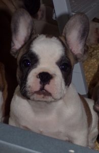 eladó foltos francia bulldog kiskutya