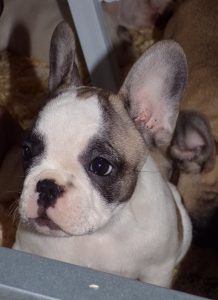eladó foltos francia bulldog kiskutya