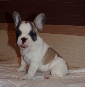 eladó foltos francia bulldog kiskutya