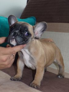 eladó sötét bézs francia bulldog kiskutya