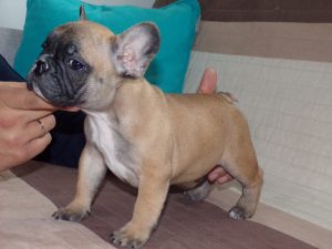 eladó sötét bézs francia bulldog kiskutya