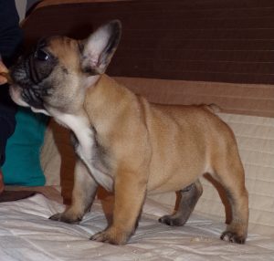 eladó sötét bézs francia bulldog kiskutya