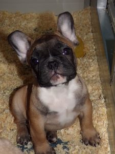 eladó sötét bézs francia bulldog kiskutya