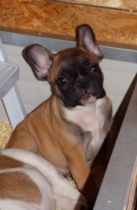 eladó sötét bézs francia bulldog kiskutya