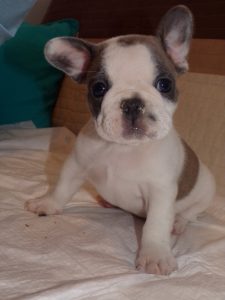 eladó foltos francia bulldog kiskutya