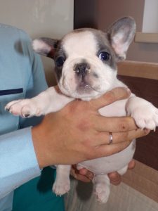 eladó foltos francia bulldog kiskutya