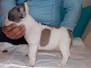 eladó foltos francia bulldog kiskutya