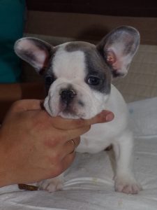 eladó foltos francia bulldog kiskutya