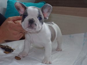 eladó foltos francia bulldog kiskutya